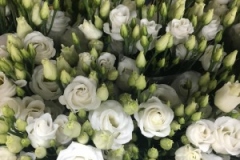 Blumen-vahldiek-schnittblumen-vahldiekag_-72